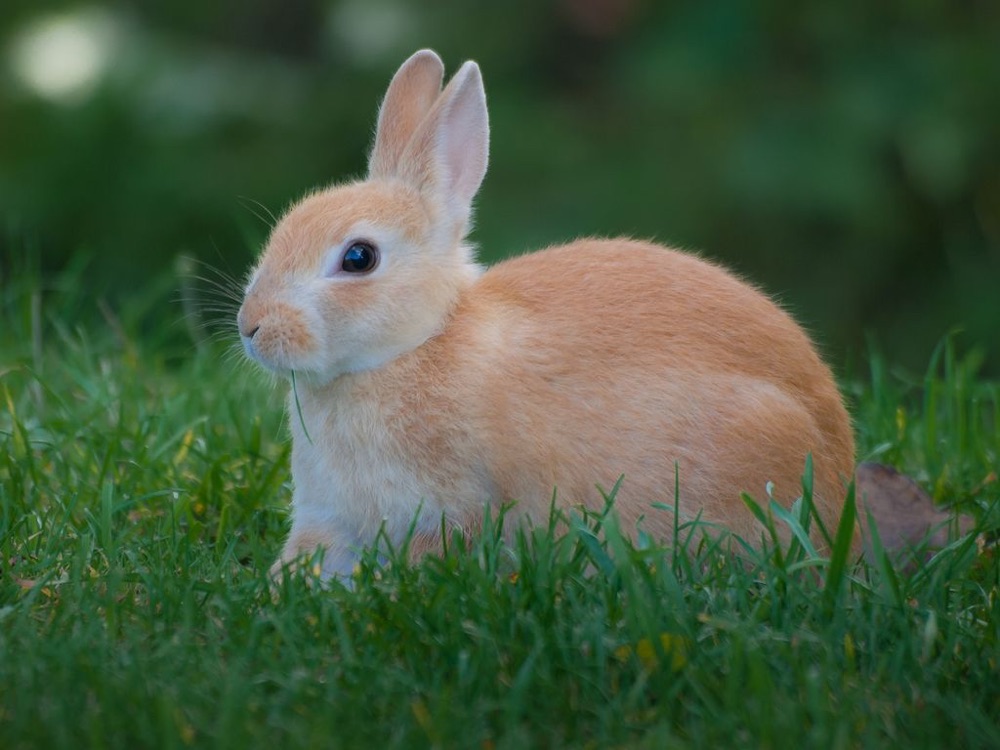 The original photo a customer uploaded of their rabbit